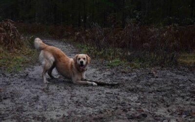 Hoe neem ik mijn hond mee naar Schotland?